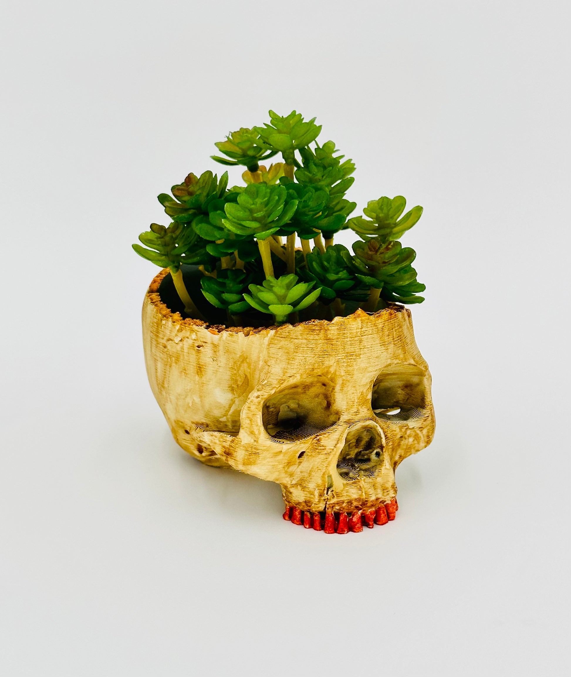 skull succulent pot Eternal Grin Skull Succulent Pot